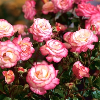 Róża parkowa biało-różowa - sadzonka z bryłą korzeniową