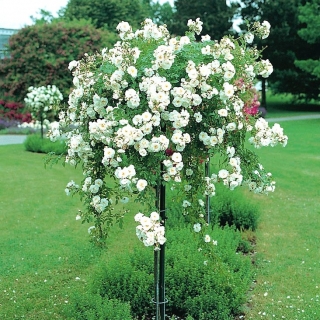 Róża pienna fontannowa biała - sadzonka w pojemniku C4