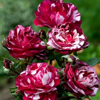 Róża wielkokwiatowa rabatowa biała bordowo nakrapiana - sadzonka z bryłą korzeniową