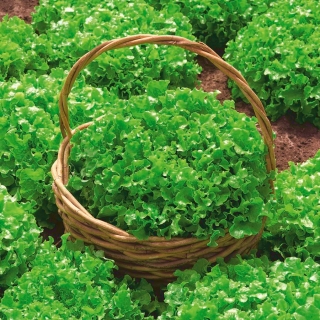 BIO Sałata liściowa - Salad Bowl - Certyfikowane nasiona ekologiczne