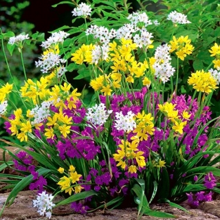 Czosnek - Allium - mieszanka - 20 cebulek