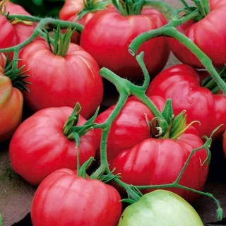 Pomidor Cuor di Bue typ Bawole Serce - gruntowy, wysoki
