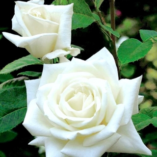 Róża wielkokwiatowa biała - sadzonka z bryłą korzeniową