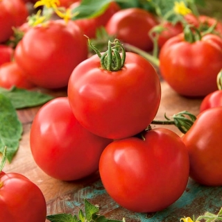 Pomidor Apis - gruntowy, o okrągłych, twardych owocach - 66 nasion