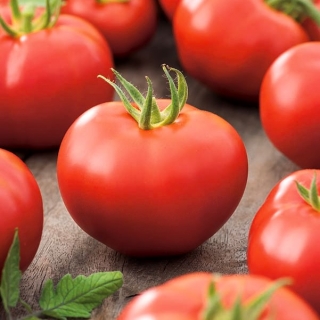 Pomidor Atol - gruntowy, wczesny, niski - 225 nasion