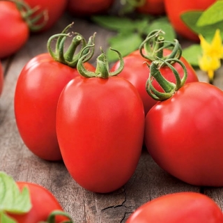 Pomidor Kmicic - 500 nasion