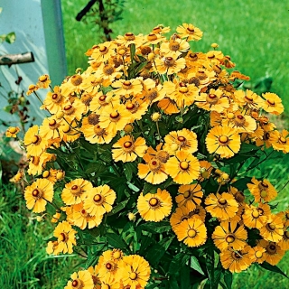 Dzielżan ogrodowy Złotożółty - roślina miododajna