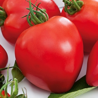 Pomidor Herodes - gruntowy, wysoki
