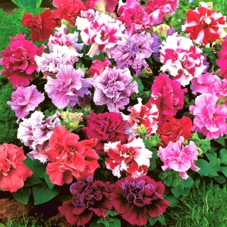 Petunia ogrodowa o kwiatach pełnych Polka F2 - 50 nasion