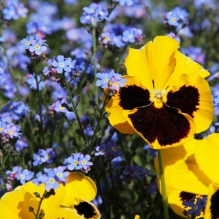 Bratek wielkokwiatowy + niezapominajka niebieska - zestaw 2 gatunków nasion kwiatów