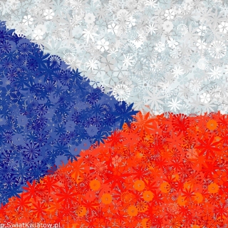Czeska flaga - zestaw 3 odmian nasion kwiatów