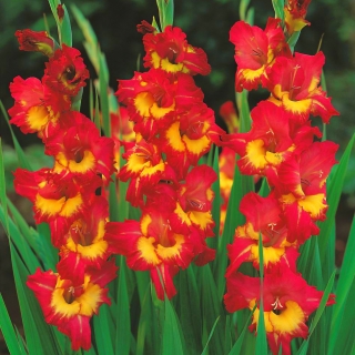 Gladiolus - Mieczyk Far West - 5 cebulek