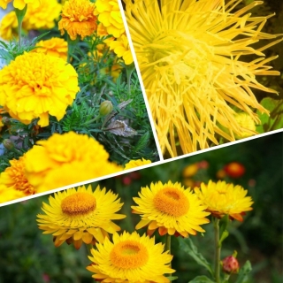 Giallo - zestaw 3 odmian nasion kwiatów