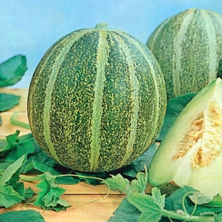 Melon Model - 45 nasion