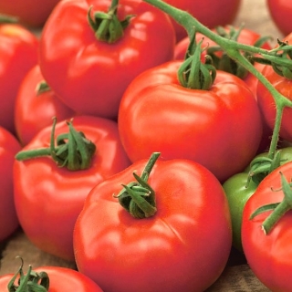 Pomidor Orkado F1 - gruntowy, wysoki