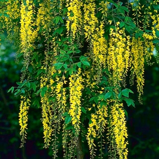 Złotokap pospolity - Deszcz złocistych kwiatów - sadzonka w pojemniku C1