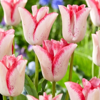 Tulipan Beauty Trend - 5 cebulek