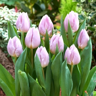 Tulipan Candy Prince - 5 cebulek