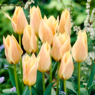 Tulipan Für Elise - 5 cebulek