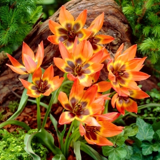 Tulipan Little Princess - 5 cebulek