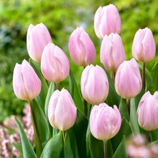 Tulipan Sweet Flag - 5 cebulek