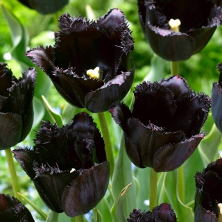 Tulipan Fringed Black - najczarniejszy tulipan ze wszystkich! - 5 cebulek