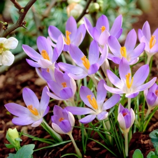 Krokus Lilac Beauty - duża paczka! - 100 szt.