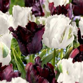 Tulipan Papuzi Black&White - zestaw 2 odmian - 50 szt.