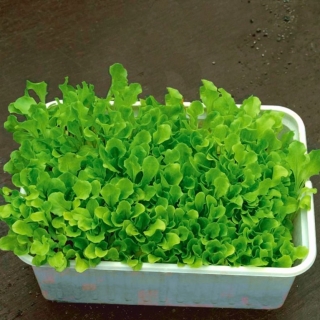 Microgreens - Sałata zielona - młode listki o unikalnym smaku - 1 kg