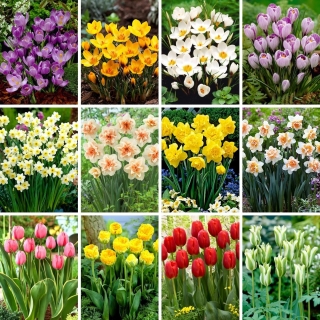 Zestaw XL - 80 cebulek kwiatów wiosennych, kolekcja 12 najpiękniejszych odmian