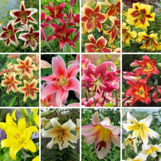 Zestaw XL - 12 cebul lilii drzewiastej, kolekcja najpiękniejszych odmian