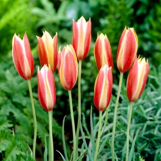 Tulipan botaniczny Cynthia - 5 cebulek