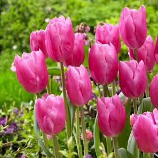 Tulipan Jumbo Pink - duża paczka! - 50 szt.