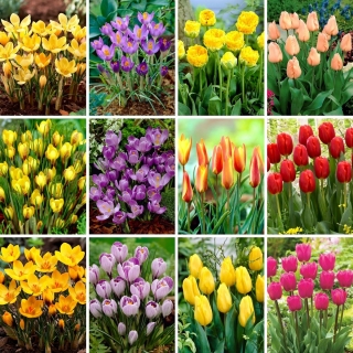 Zestaw XL - 90 cebulek tulipanów i krokusów - kolekcja 12 najciekawszych odmian