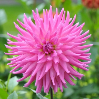 Dalia kaktusowa różowa - Dahlia cactus Pink - duża paczka! - 10 szt.