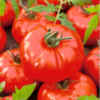 Pomidor Gigant - 10 gram