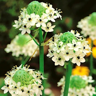 Śniedek Saundersa - Ornithogalum saundersiae - duża paczka! - 10 szt.