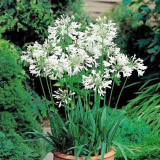 Agapant biały - Agapanthus White - duża paczka! - 10 szt.