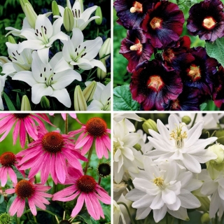 Wiosenne bestsellery - kolekcja 4 odmian sadzonek kwiatów