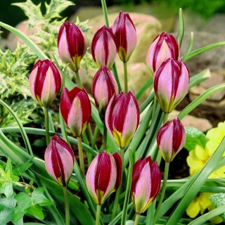 Tulipan Red Beauty - GIGA paczka! - 250 szt.