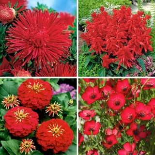 Rośliny jednobarwne - zestaw 4 odmian kwiatów w kolorze czerwonym