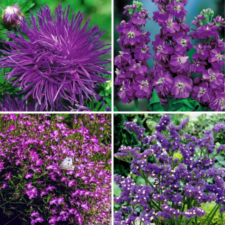 Rośliny jednobarwne - zestaw 4 odmian kwiatów w kolorze fioletowym
