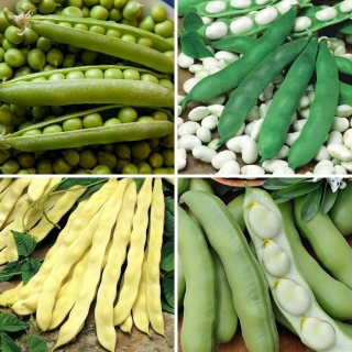 Warzywa strączkowe - zestaw 4 odmian nasion warzyw