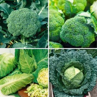 Nasiona brokuła i kapusty - zestaw 4 odmian