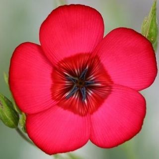 Len wielkokwiatowy - czerwony - 150 nasion