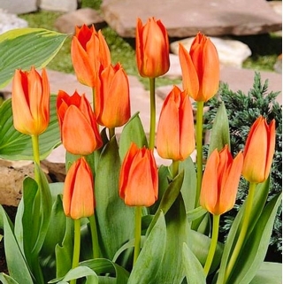 Tulipan Orange Brilliant - duża paczka! - 50 szt.