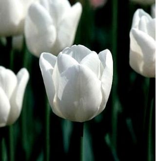 Tulipan White Dream - 5 cebulek