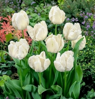Tulipan White Parrot - GIGA paczka! - 250 szt.