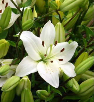 Lilia azjatycka biała - White - 1 cebula