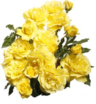 Róża rabatowa żółta - sadzonka z bryłą korzeniową